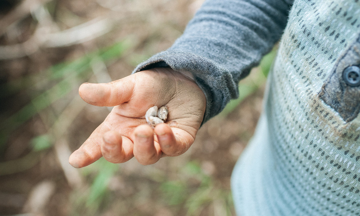 3年越しの種を播く