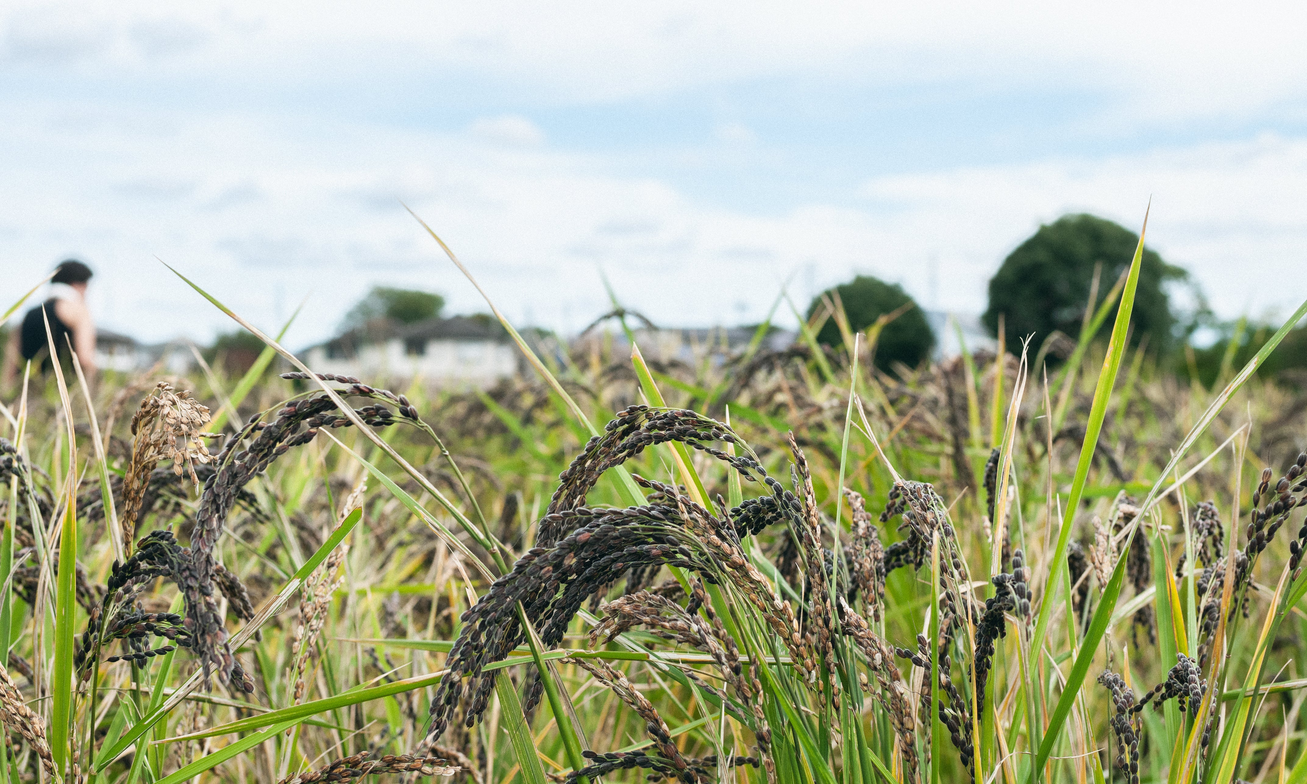 Good Neighbor "TANBO NO WA"