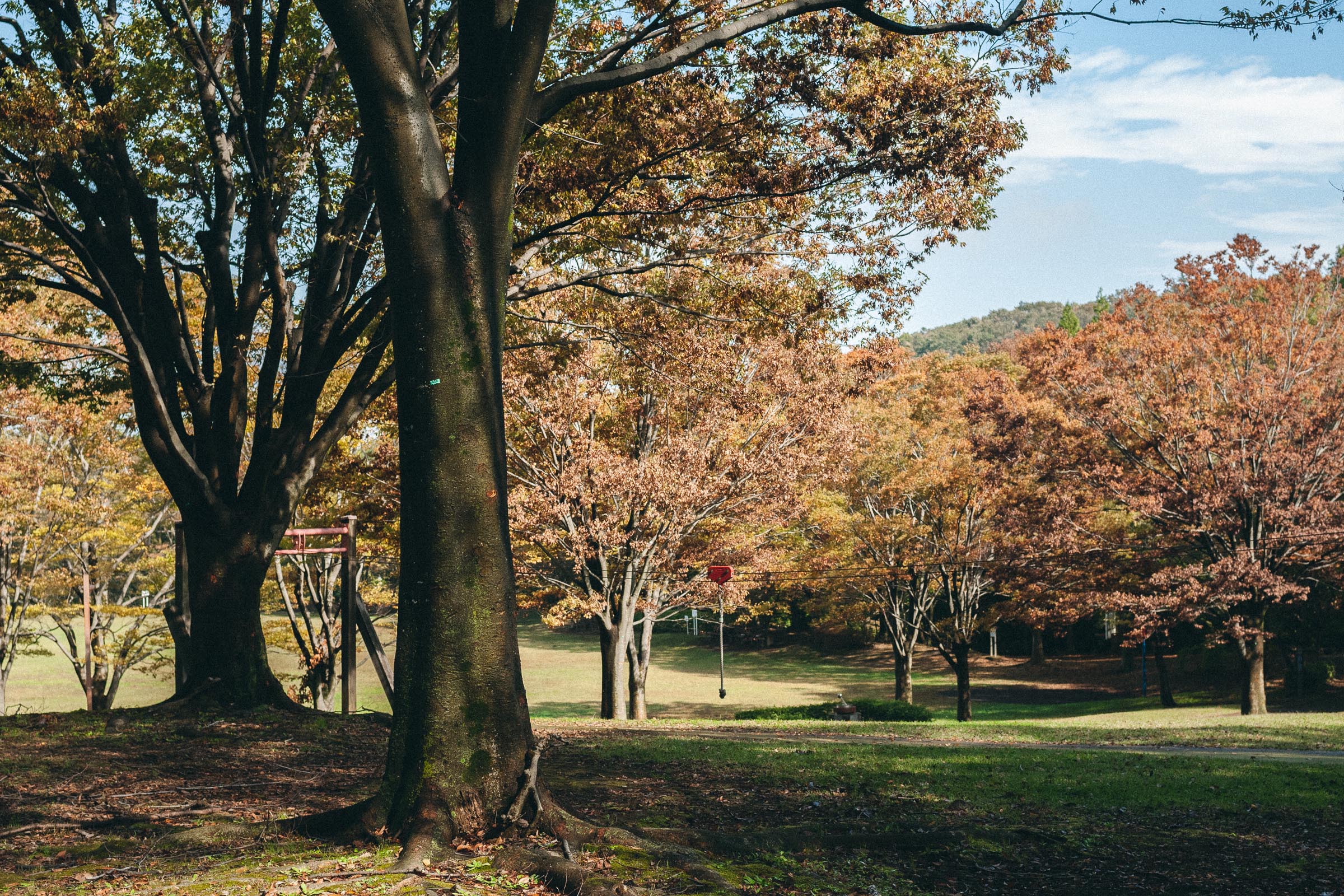 botanical dye zelkova tree ケヤキ 欅 ケヤキ染 欅染