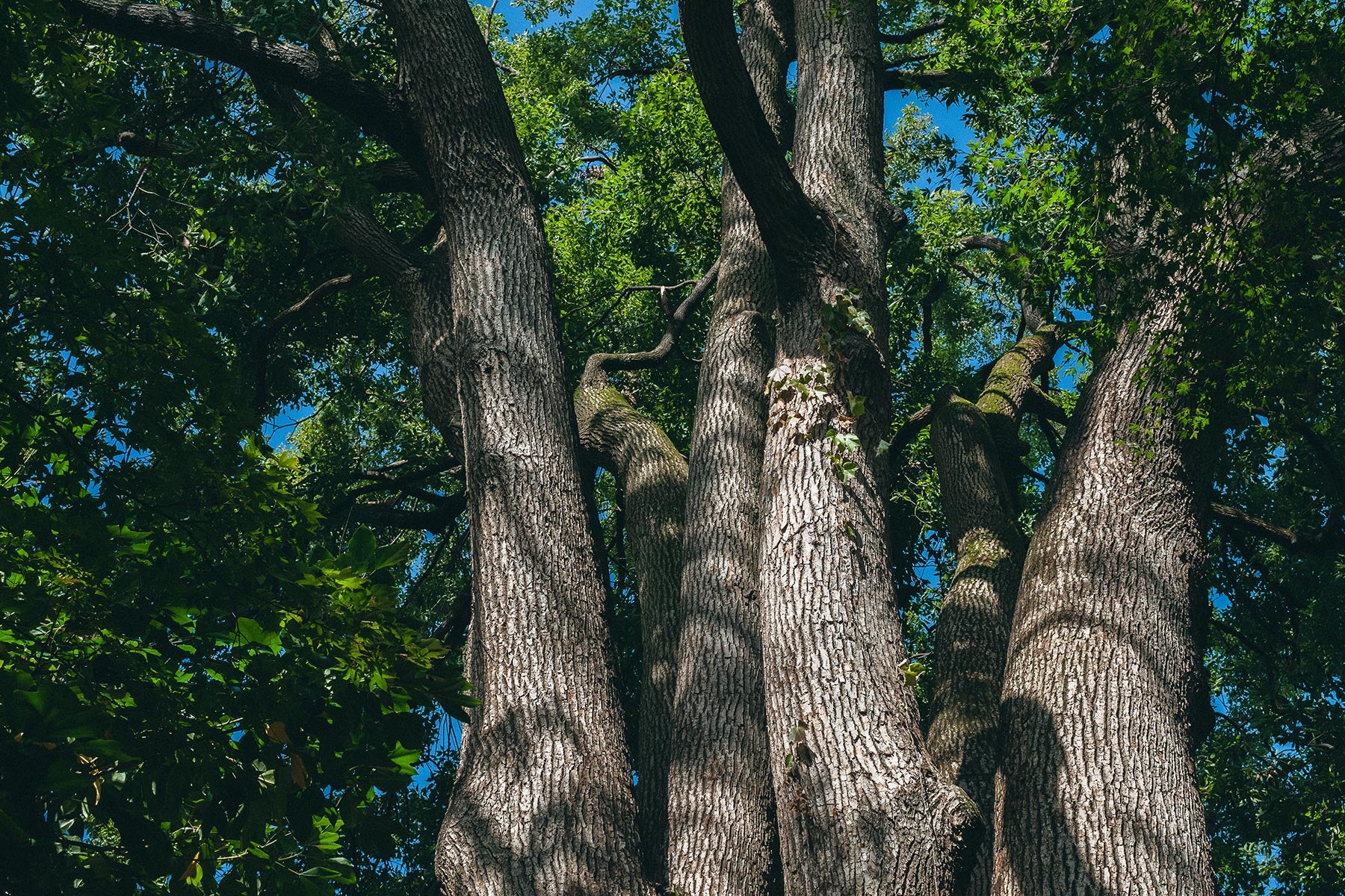 botanical dye camphor tree クスノキ 楠 クスノキ染 楠染