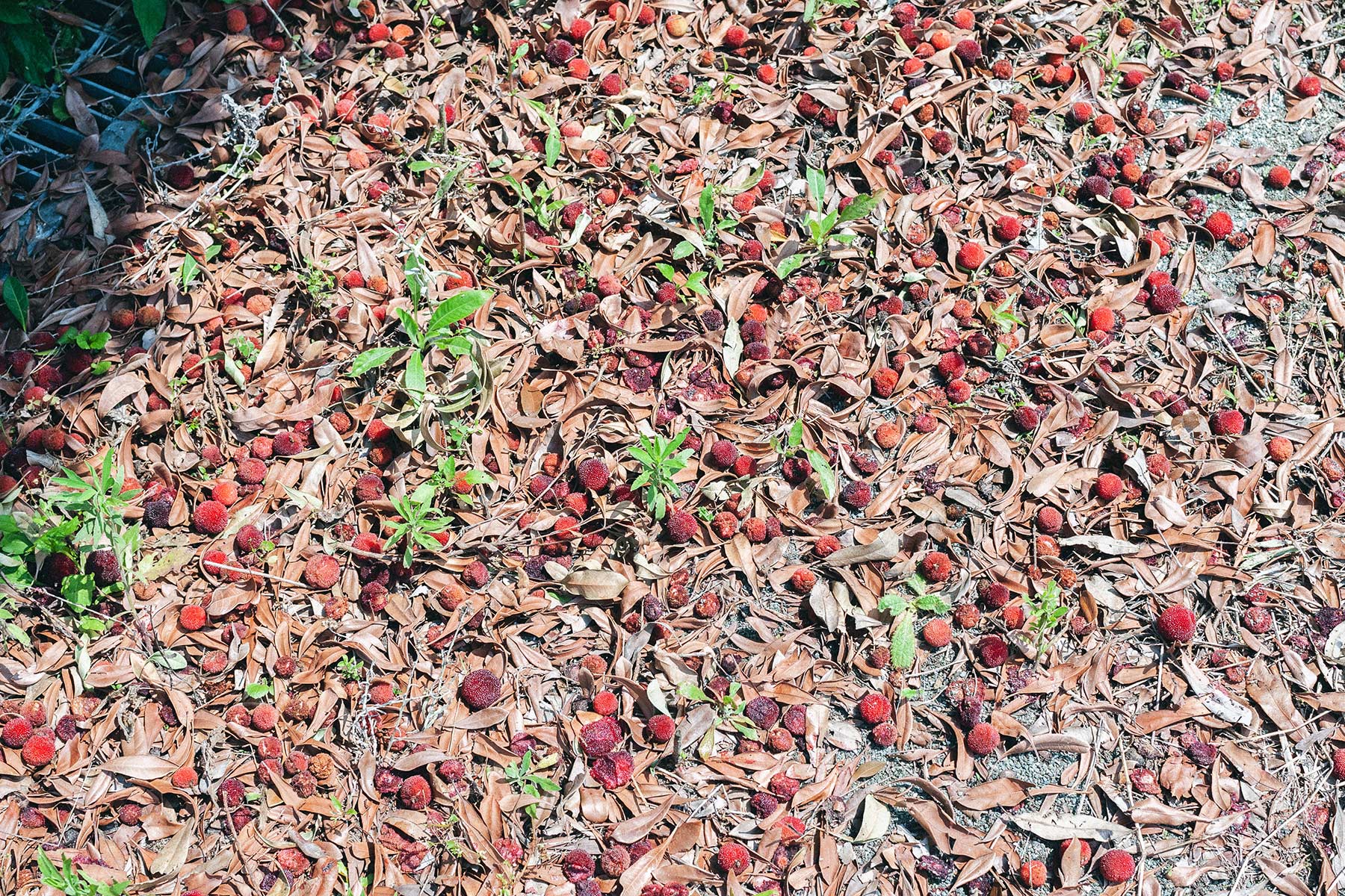 botanical dye bayberry ヤマモモ 山桃 ヤマモモ染 山桃染