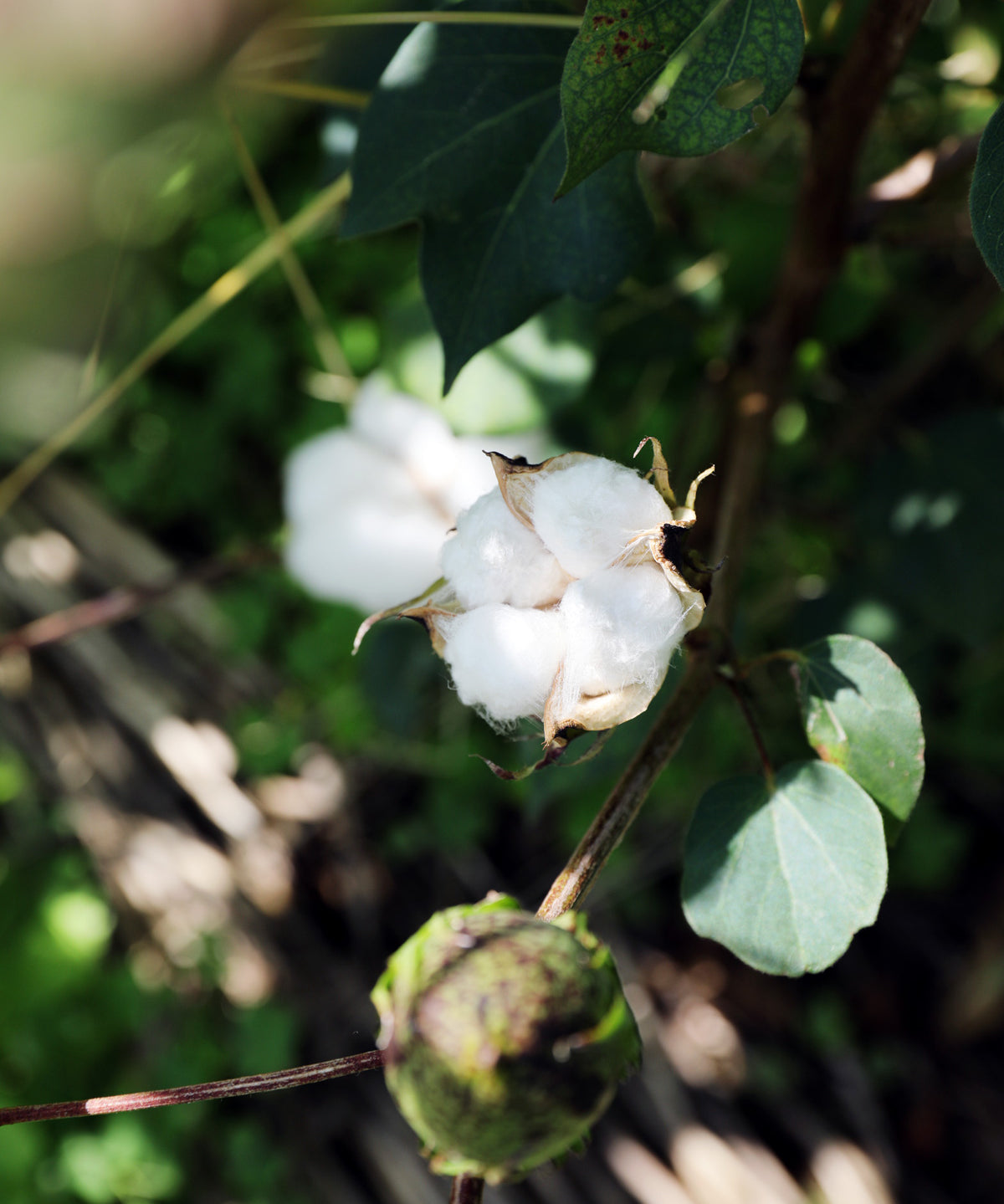 organic cotton オーガニックコットン 有機綿