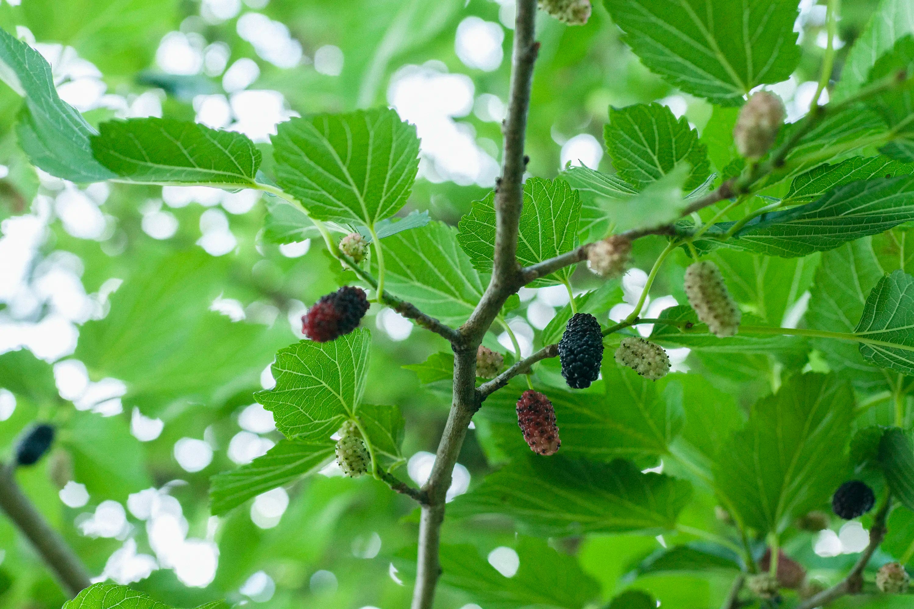botanical dye mulberry クワの実 桑の実